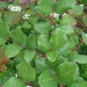 Ceratonia siliqua feuille